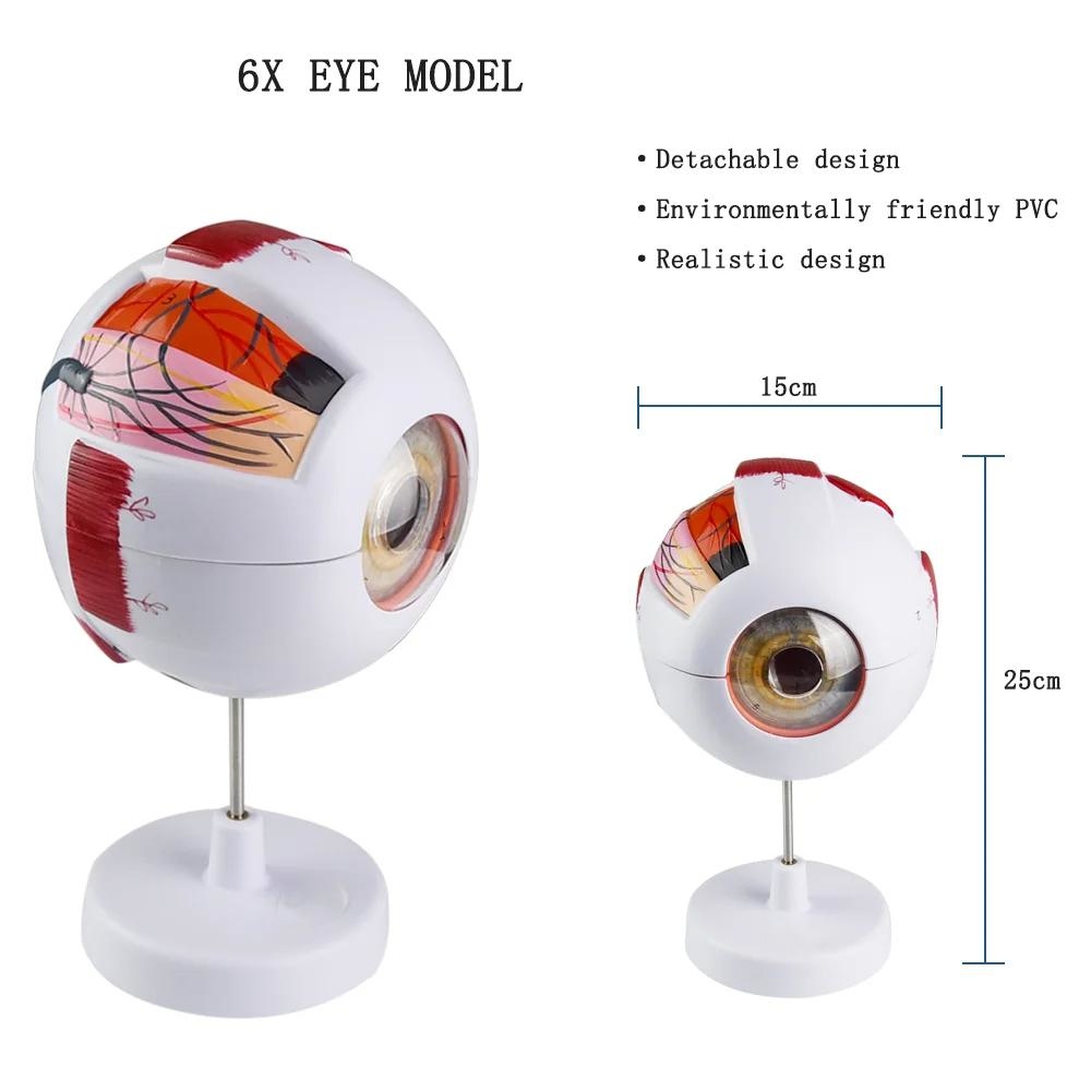 New High Quality Biology 6 Times Human Eyeball Model Giant Eye Model Human Eye Anatomy for Science Teaching Medical Model
