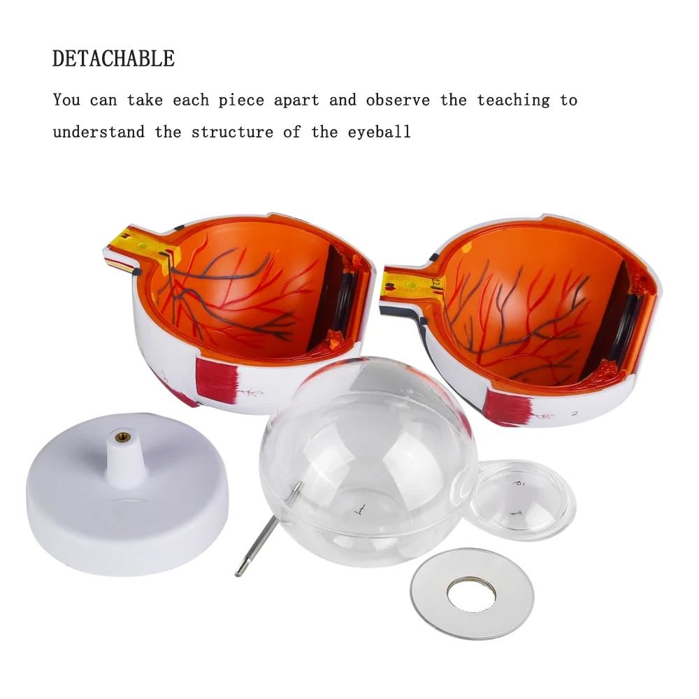 New High Quality Biology 6 Times Human Eyeball Model Giant Eye Model Human Eye Anatomy for Science Teaching Medical Model