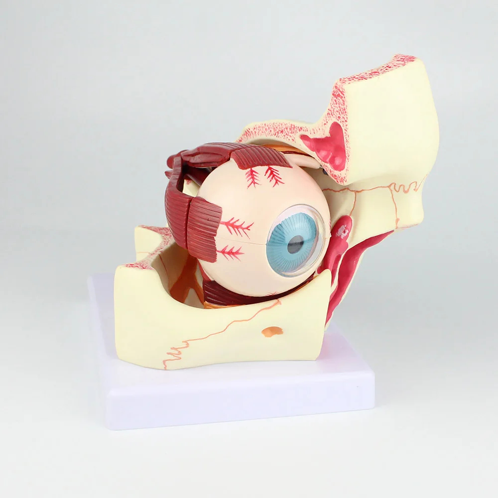 Eye Model Anatomical Eye Model Eyeball And Eyelid Model Removable Eye And Optic Nerve For Eye Special Teaching