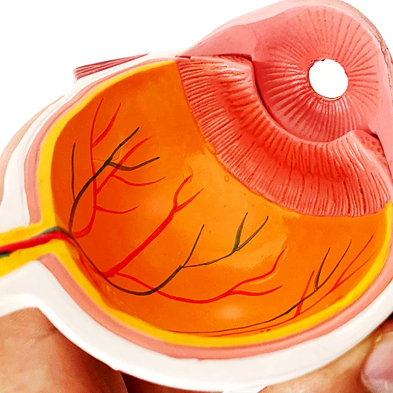 Cornea Eyeball Human Eye Model Demonstration Teaching Prop Cataract Anatomy Medical Teaching Model