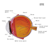 Cornea Eyeball Model Human Eye Model Human Eye Demonstration Teaching Prop Anatomy Medical Teaching Model