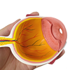 Cornea Eyeball Model Human Eye Model Human Eye Demonstration Teaching Prop Anatomy Medical Teaching Model