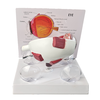 Cornea Eyeball Model Human Eye Model Human Eye Demonstration Teaching Prop Anatomy Medical Teaching Model