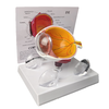 Cornea Eyeball Model Human Eye Model Human Eye Demonstration Teaching Prop Anatomy Medical Teaching Model
