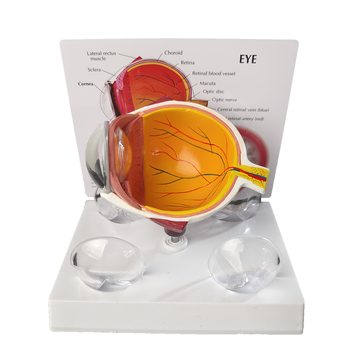 Cornea Eyeball Model Human Eye Model Human Eye Demonstration Teaching Prop Anatomy Medical Teaching Model