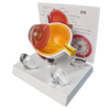 Cornea Eyeball Model Human Eye Model Human Eye Demonstration Teaching Prop Anatomy Medical Teaching Model