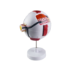 Ophthalmic Eye Model EM-6 Medical Human Eye Ball Model 6x Magnified Eye Model EM-6