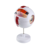 Ophthalmic Eye Model EM-6 Medical Human Eye Ball Model 6x Magnified Eye Model EM-6