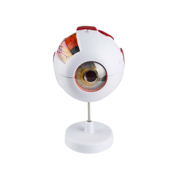 Ophthalmic Eye Model EM-6 Medical Human Eye Ball Model 6x Magnified Eye Model EM-6