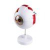 Ophthalmic Eye Model EM-6 Medical Human Eye Ball Model 6x Magnified Eye Model EM-6
