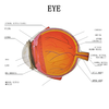 4X Cataract Eyeball Model Eye Various Cataracts Anatomy Teaching And Patient Demonstration Cataract