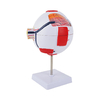 Anatomical Eye Model TB-01 for Ophthalmic Training and Demonstration Innovue Opto Brand Abs Material 1 Year Warranty