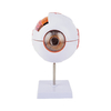 Anatomical Eye Model TB-01 for Ophthalmic Training and Demonstration Innovue Opto Brand Abs Material 1 Year Warranty