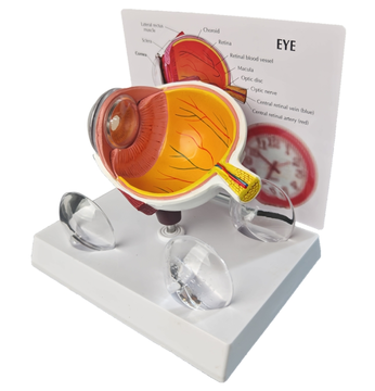 Corneal Eye Medical Anatomical Human Corneal Disease Model TB-03 Human Cataract Eye Anatomical Model Interchangeable Lenses