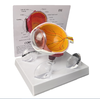 Corneal Eye Medical Anatomical Human Corneal Disease Model TB-03 Human Cataract Eye Anatomical Model Interchangeable Lenses