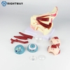 Eye Models TB-02 Of Human Eyeballs and Eyelids Magnified 3x for Medical Science Research and Training Observation