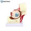 Eye Models TB-02 Of Human Eyeballs and Eyelids Magnified 3x for Medical Science Research and Training Observation