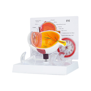 TB-04 Professional Anatomical Eye Model Ophthalmic Training And Demonstration Innovue Opto Brand Abs Material 1 Year Warranty