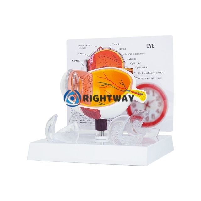 TB-04 Professional Anatomical Eye Model Ophthalmic Training And Demonstration Innovue Opto Brand Abs Material 1 Year Warranty