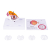 TB-04 Professional Anatomical Eye Model Ophthalmic Training And Demonstration Innovue Opto Brand Abs Material 1 Year Warranty