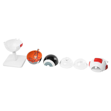 Cornea Eye Conditions Medical Anatomical Human Corneal Disease Model Human Cataract Eye Anatomical Model Interchangeable Lenses